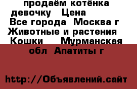 продаём котёнка девочку › Цена ­ 6 500 - Все города, Москва г. Животные и растения » Кошки   . Мурманская обл.,Апатиты г.